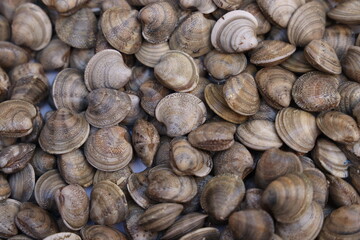 close up of a pile of fresh raw clams
