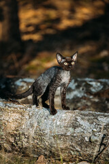 Cute Funny Curious Playful Gray Black Devon Rex Cat sitting on fallen tree trunk in forest, garden. Obedient Devon Rex Cat With Cream Fur Color. Cats Portrait