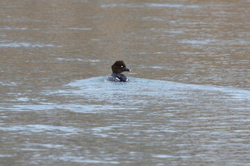 川を泳ぐホオジロガモ
