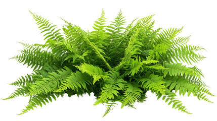 A lush green fern with intricate details, isolated on a pure white background.