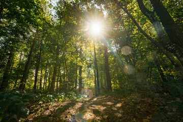 Summer Sun Shining Through Canopy Of Tall Trees. Woods Background. Summer Forest Landscape. Summer Maple Trees Woods. Green Lush Thick Leaves. Bright Scorching Sun