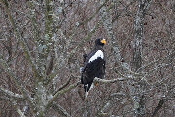 枝にとまるオオワシ