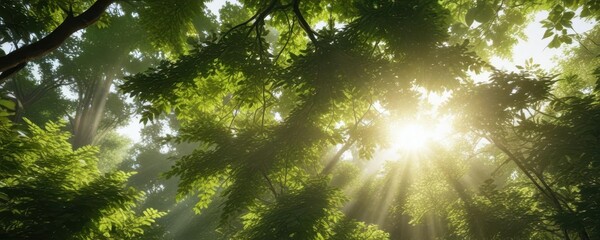 Obraz premium Sunlight filtering through leaves, vibrant green canopy, botanical, branches