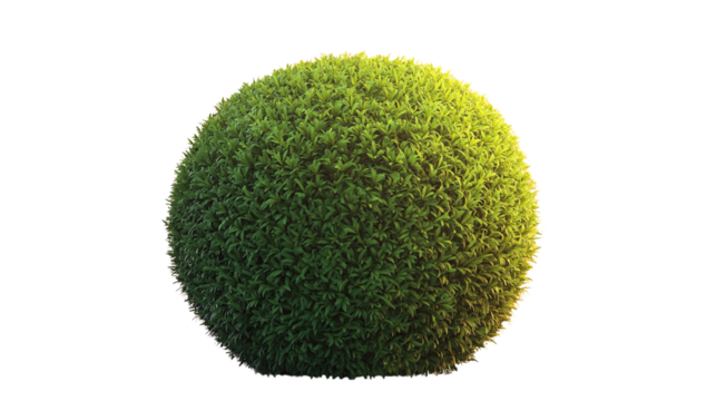 A neatly trimmed green bush with a rounded shape, isolated on a gradient sunset background.