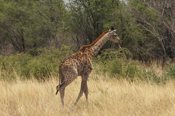 Girafes entre Francistown et Nata au Botswana