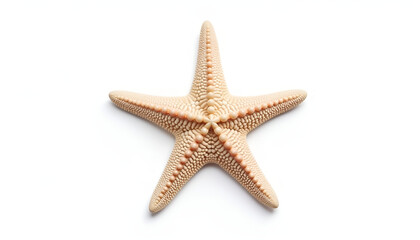 Close-up of a starfish on a white background, marine life, natural beauty, ocean creature, detailed texture