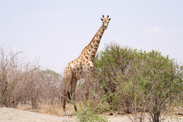 Girafes entre Francistown et Nata au Botswana