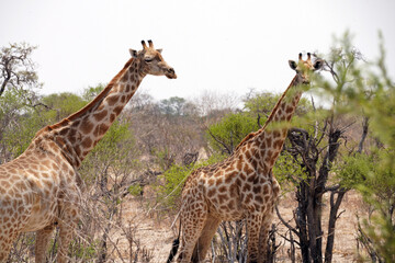 Girafes entre Francistown et Nata au Botswana