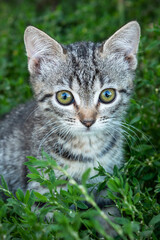 Portrait of a cat in the yard. Close up of a cat.