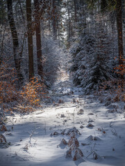 forgotten trail - vergessener Pfad