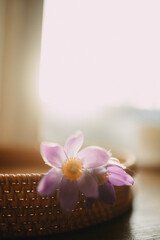 spa still life with pink flowers
