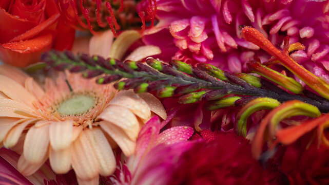 background of floral still life of close up of pink and orange flowers and petals