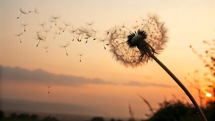 Fototapeta premium Macro shot of a dandelion dispersing its seeds in a dreamy background.