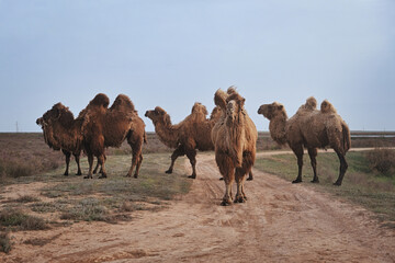 Herd of domestic camels near the village of Adyk