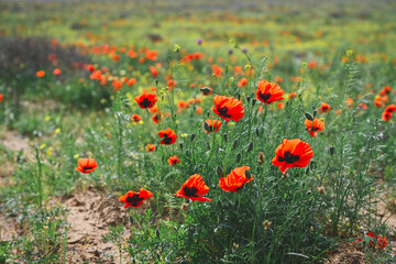 Red poppies in the Kalmyk southern steppe