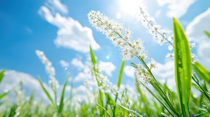 Obraz premium White wildflowers blooming in a green grass field under a bright blue sky with sun rays.