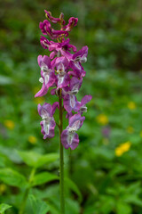 Corydalis blooms in spring in the wild in the forest