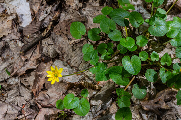 ranunculus ficaria verna pilewort lesser celandine