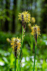 Sedge hairy blossoming in the nature in the spring.Carex pilosa. Cyperaceae Family