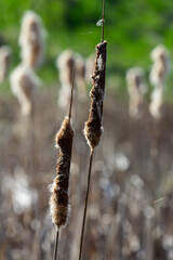 Swamp cattails Typha angustifolia Broadleaf brown flowers in spring season. Rush on a swamp, near a...