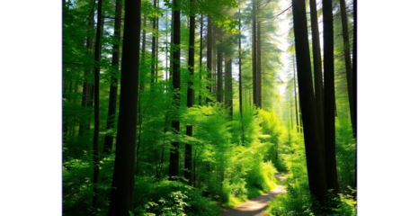 A tranquil forest scene with sunlight streaming through tall trees, highlighting vibrant green foliage and a narrow dirt path.