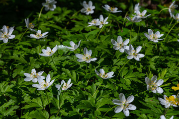 The many white wild flowers in spring forest. Blossom beauty, nature, natural. Sunny summer day, green grass in park. Anemonoides nemorosa