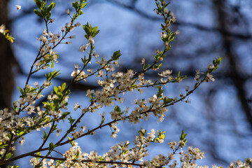 White plum blossom, beautiful white flowers of prunus tree in city garden, detailed macro close up plum branch. White plum flowers in bloom on branch, sweet smell with honey hints