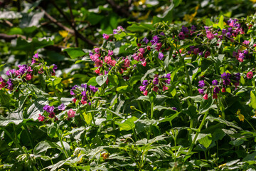 Vivid and bright pulmonaria flowers on green leaves background close up