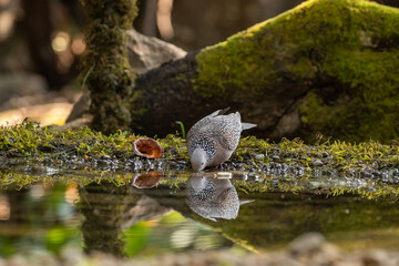 A spotted dove drinking water in a pond in a jungle