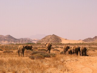 Une famille d'éléphant part dans la savane