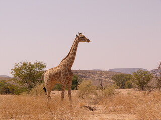 Girafe dans le désert namibien