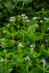 Woodruff, Galium odoratum is a spice and medicinal plant that grows in the forest