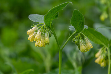 Flowering Symphytum tuberosum in the forest, spring-early summer, natural environment. Medicinal...