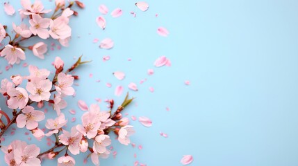 Delicate cherry blossoms on blue background