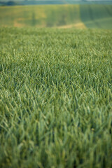 Agriculture fields with crop and vineyards at summer.