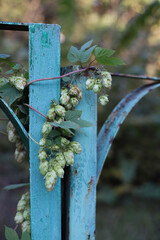 light green hop plant on a blue fence.