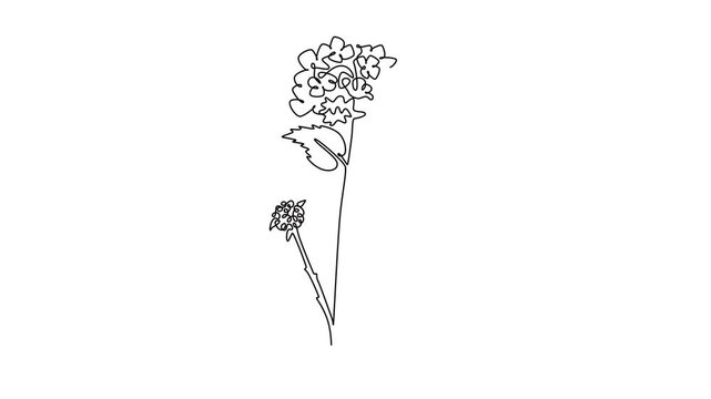 Self drawing animation of single line draw beauty fresh lantana home decor wall art poster print. Decorative shrub verbena flower for greeting card ornament. Continuous line draw. Full length animated