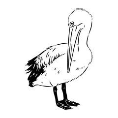 Birds collection Australian pelican bird isolated vector image Pelican Black and white vector