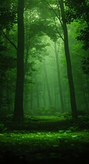 Mysterious Green Forest Path Misty Woods Nature Scene