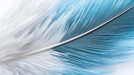 A close up of a blue and white feather on a white background