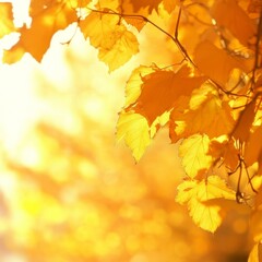 Obraz premium Golden Autumn Leaves Glow in the Sunlight Creating a Warm, Vibrant Atmosphere in a Peaceful Outdoor Setting During the Fall Season