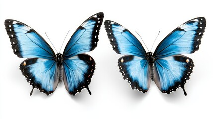 Obraz premium A pair of blue butterflies on a white background