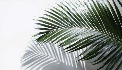 Palm tree isolated on white. Tropical palm leaf shadows, isolated on white background

