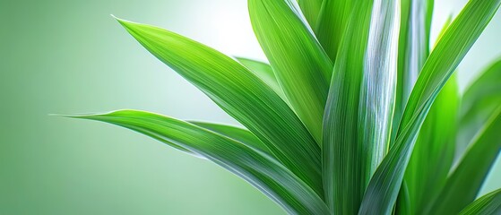 Obraz premium Lush Green Plant Leaves Nature Background Closeup Botanical Foliage Texture Abstrac