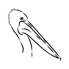 Birds collection Australian pelican bird isolated vector image Pelican Black and white vector