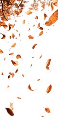 Obraz premium A white background with a lot of leaves falling from the sky. The leaves are orange and scattered all over the background
