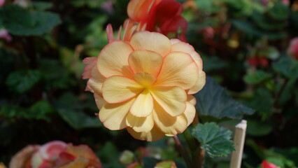 Close up of beautiful yellow Begonia flower blooming under the sunlight and dark background