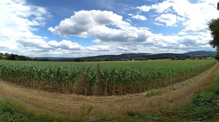 Obraz premium Panoramic view of a vast cornfield under a partly cloudy sky.