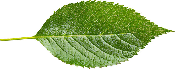 Fototapeta premium green leaf isolated on transparent background 
