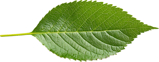 green  leaf isolated on transparent background 